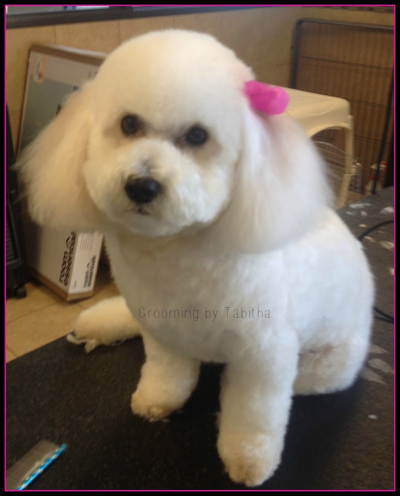 Snooty LaRue Pet Spa & Play