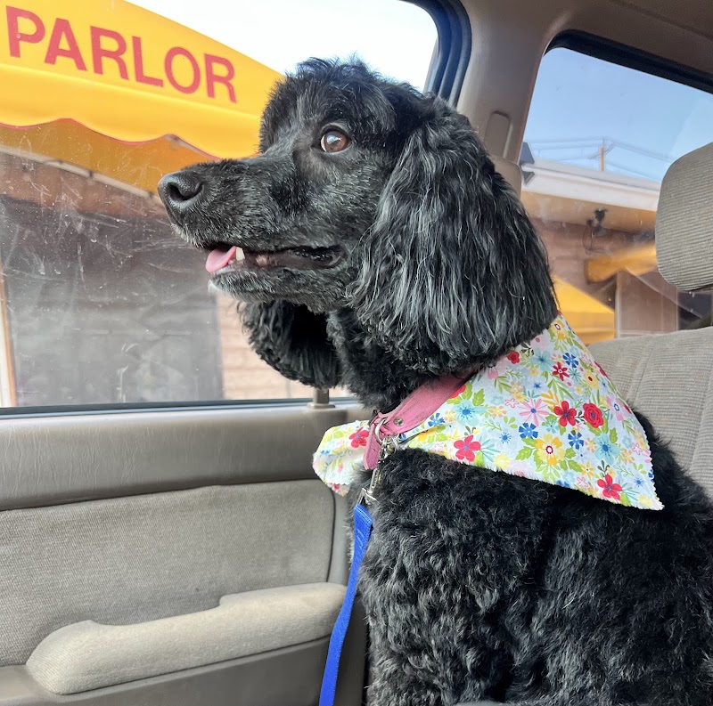 Dog Beauty Parlor
