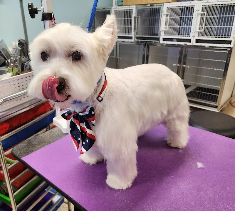 Lazy Dog Grooming