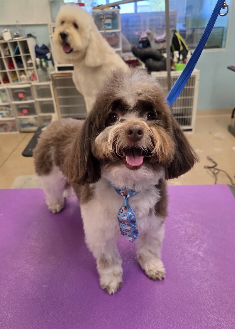 Lazy Dog Grooming