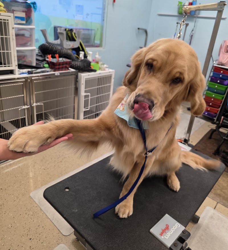 Lazy Dog Grooming