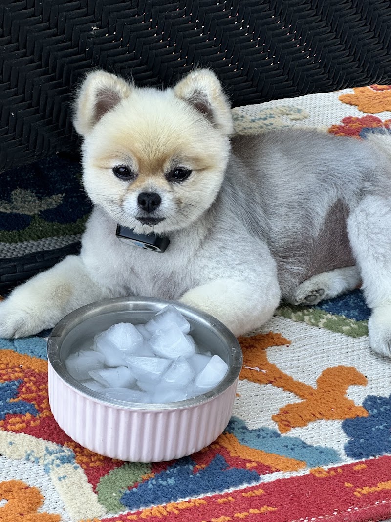 Top Dog Grooming