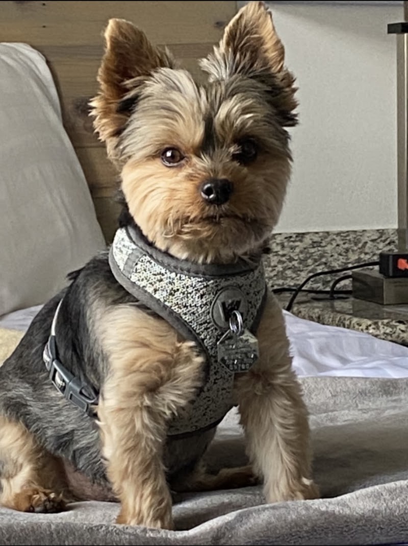 Top Dog Grooming