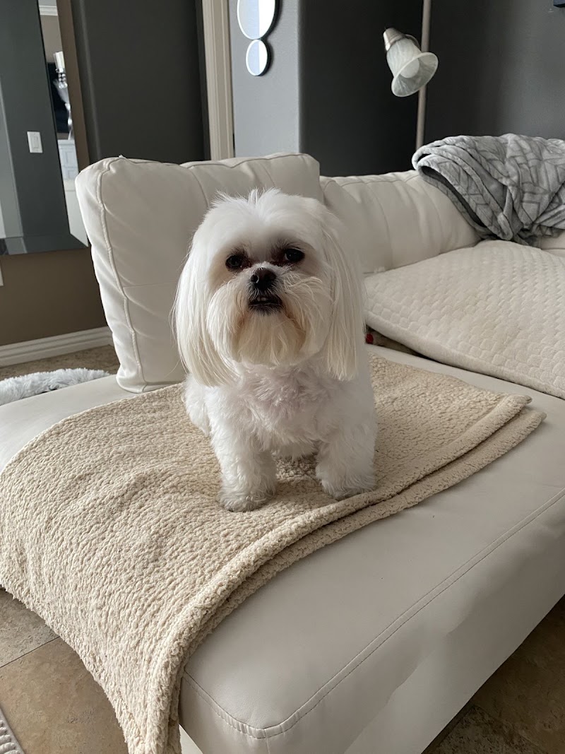 Top Dog Grooming