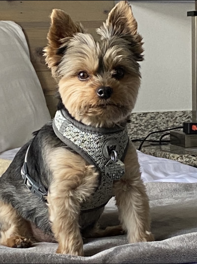 Top Dog Grooming