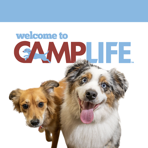 Camp Bow Wow Henderson