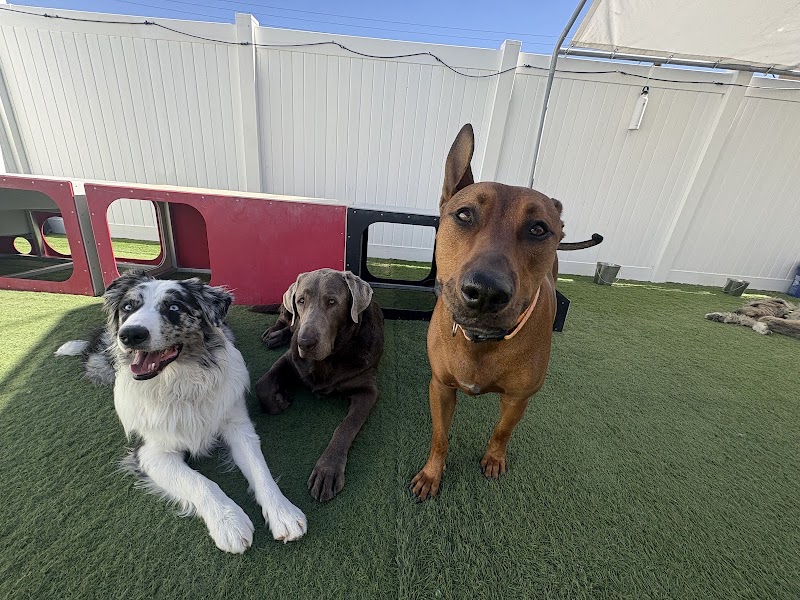 Camp Run-A-Mutt Henderson