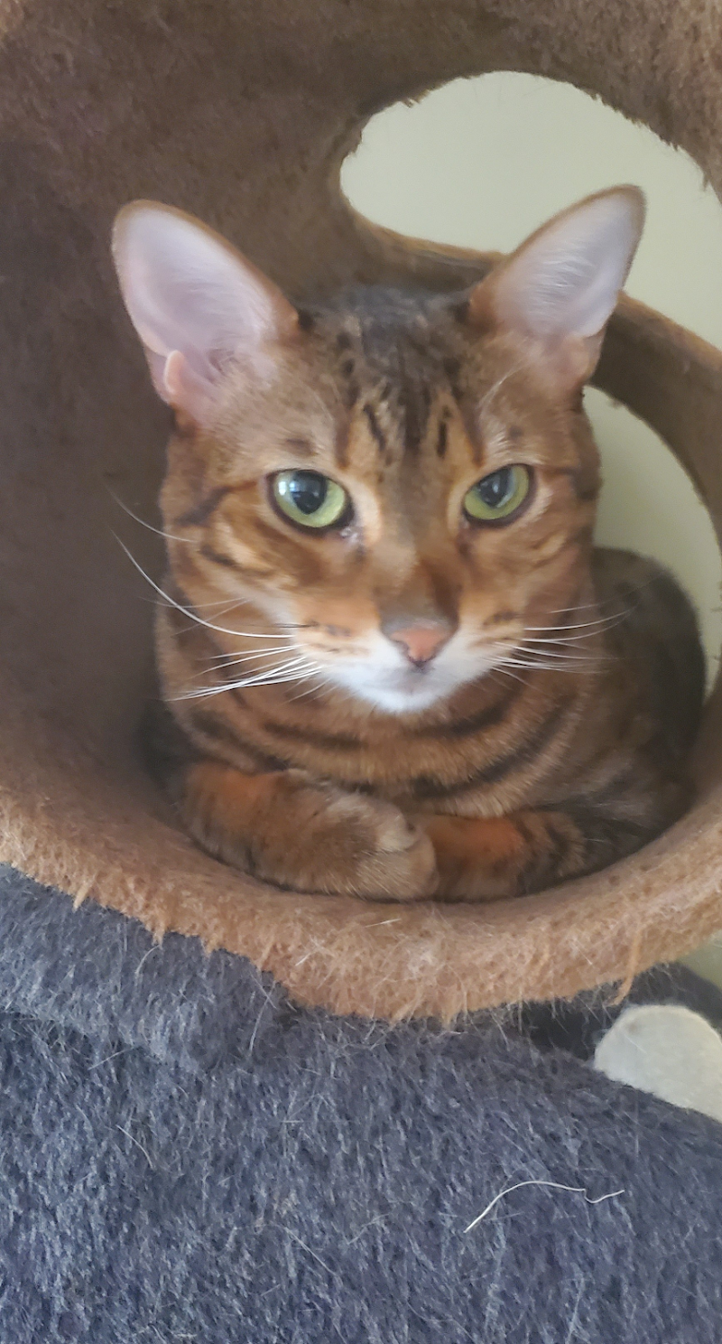 Purr-Fect Pet Sitting