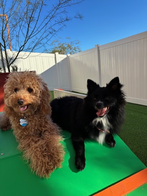 BratPak Dog Kamp - Henderson