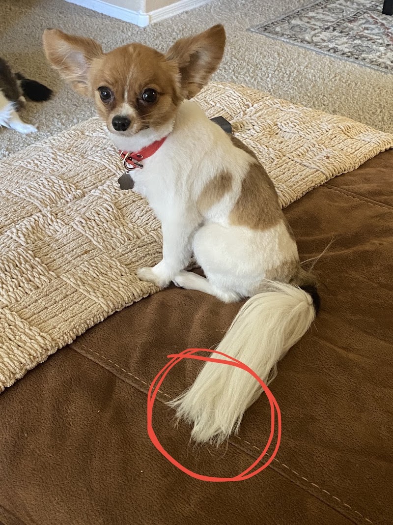 Valerie's Paw Spa