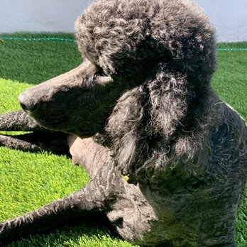 Valerie's Paw Spa