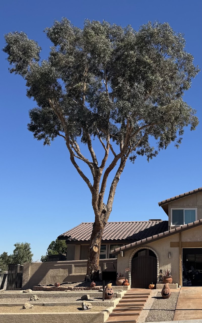 Nevada Tree Service