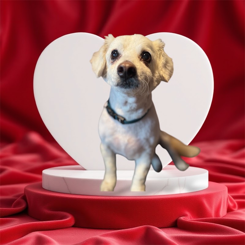 Pupsters Spaw LLC