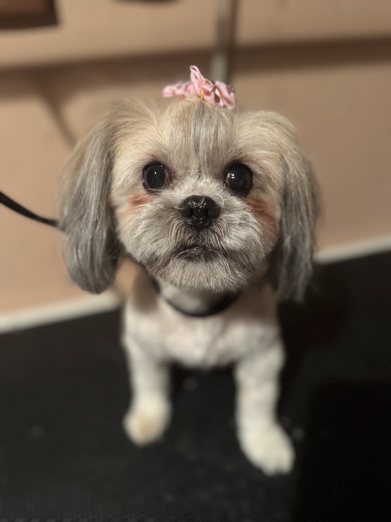 Pupsters Spaw LLC