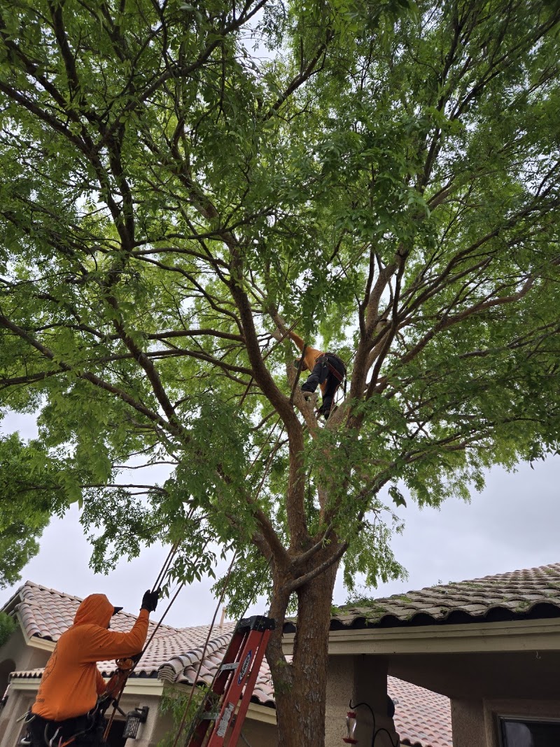 Affordable Tree Service