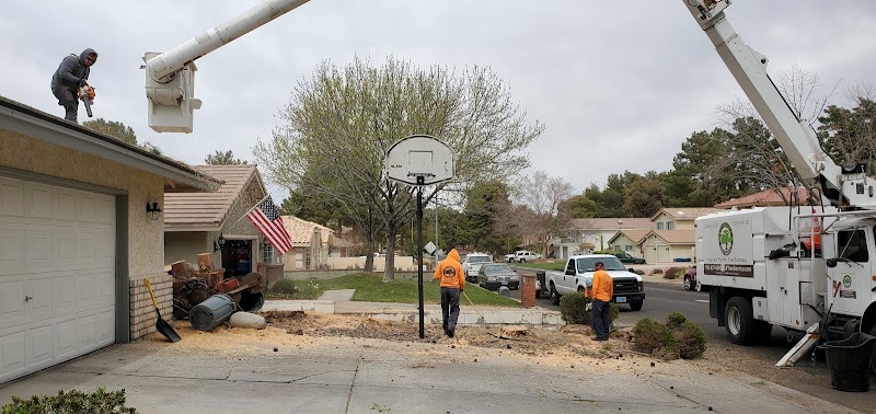 Affordable Tree Service