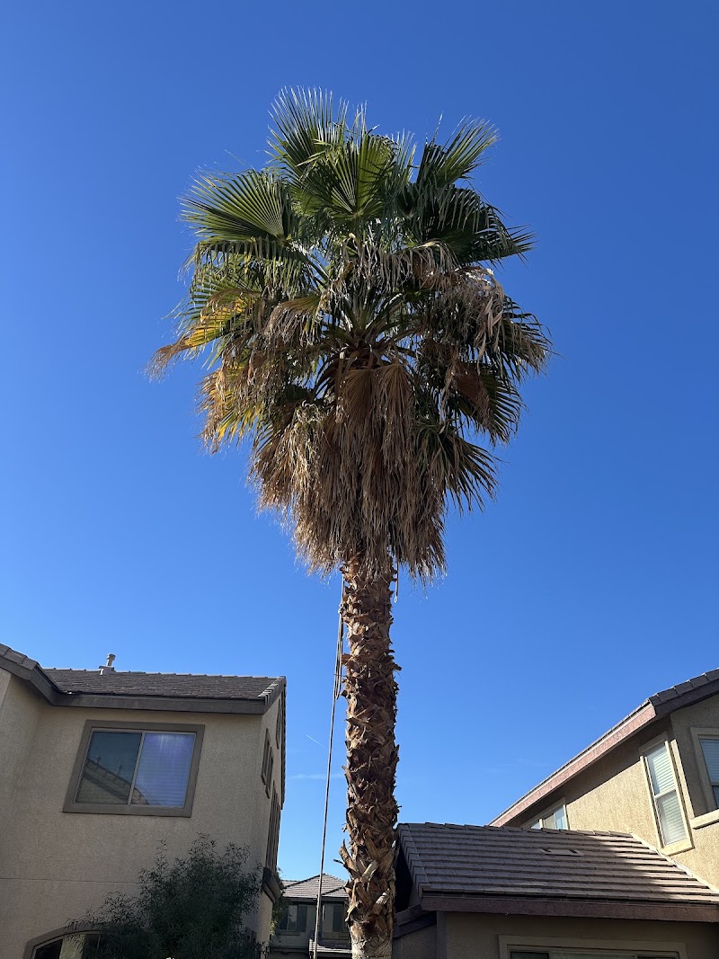 3 Brothers Tree Service