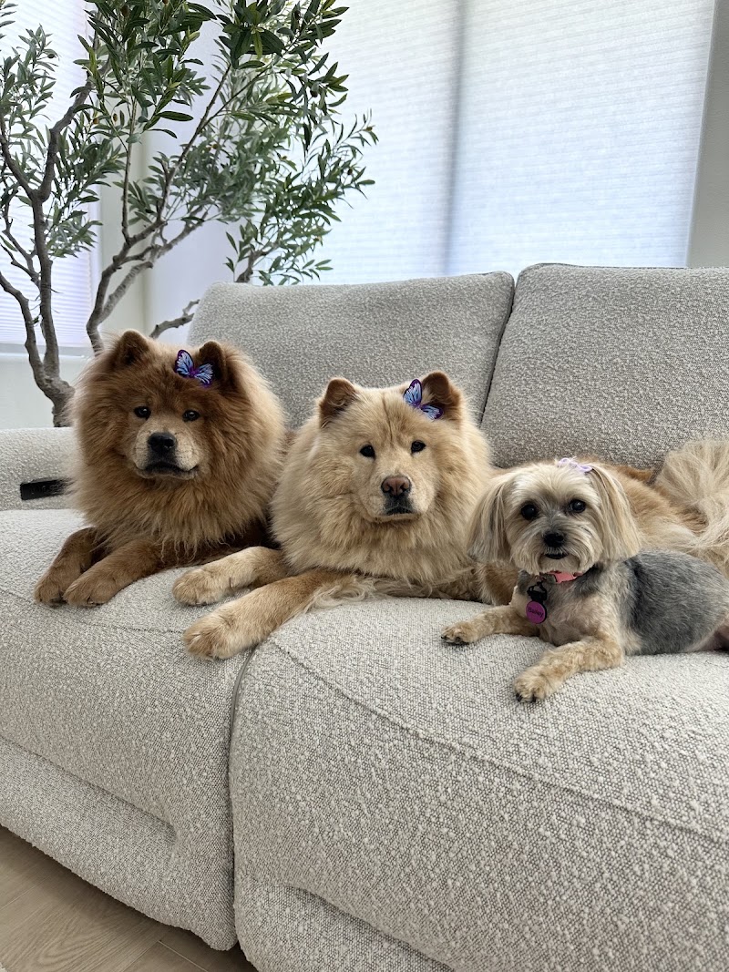 Lulu's Doggy Salon & Spaw