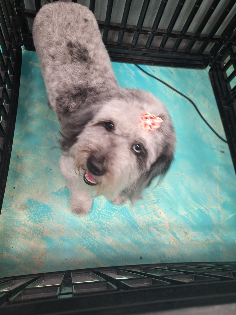 Lulu's Doggy Salon & Spaw