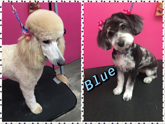 Woof Gang Bakery & Grooming Henderson