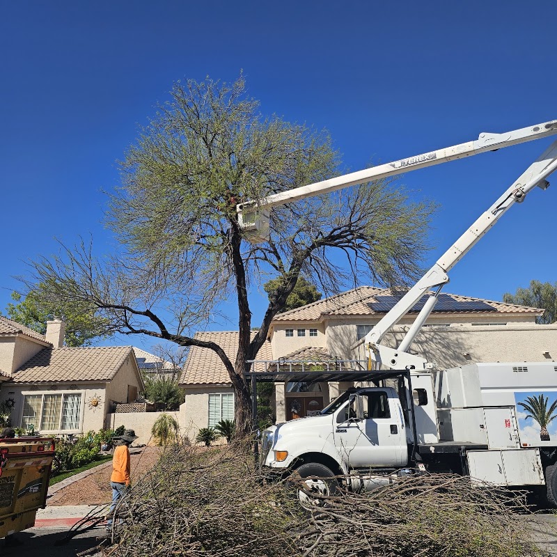 Palms & Trees Services