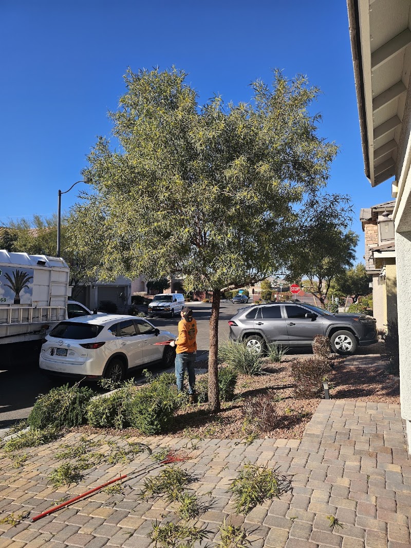 Palms & Trees Services