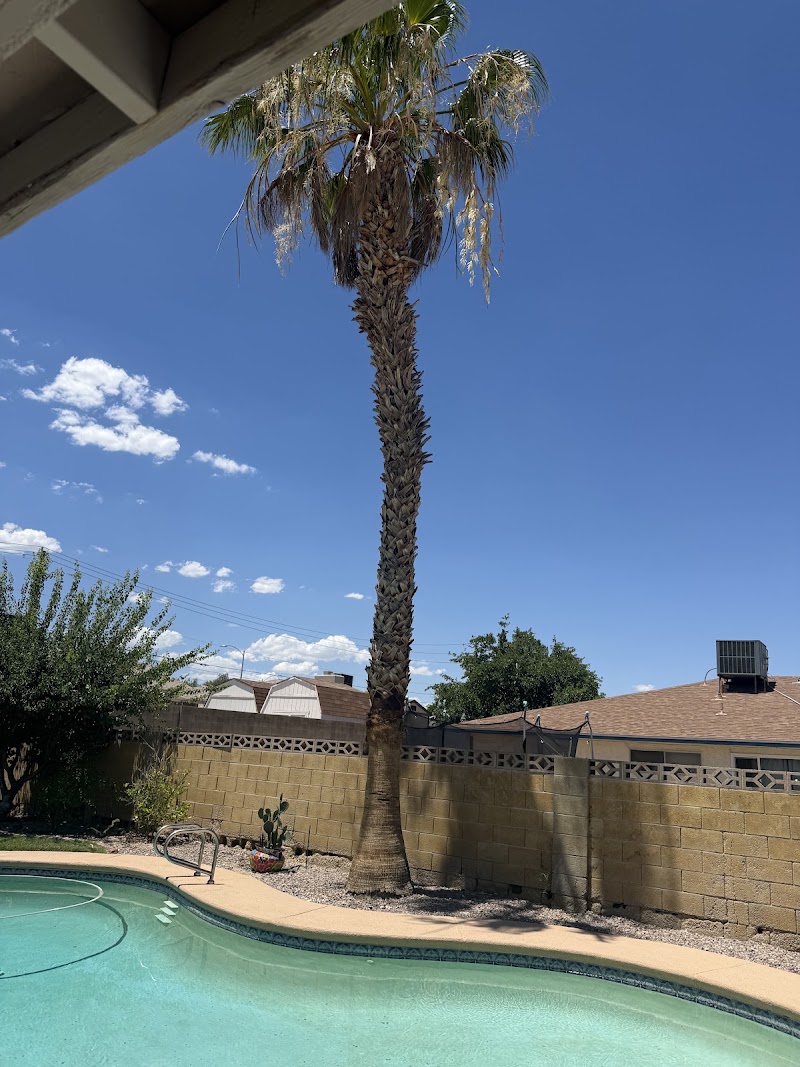 Palms & Trees Services