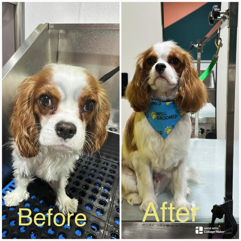 Well Groomed Pets - Henderson