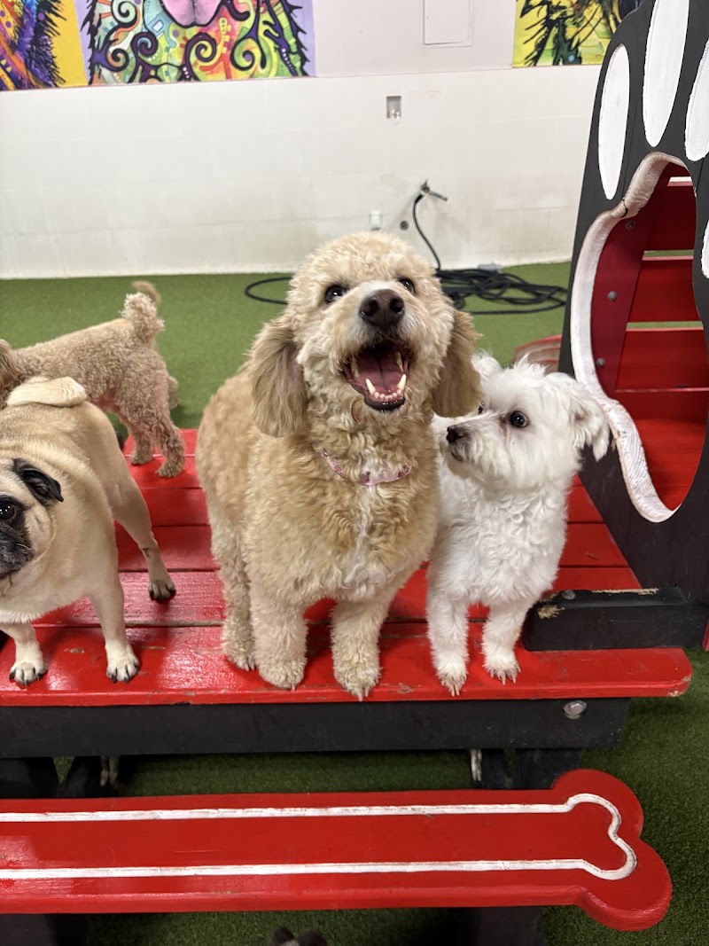 Henderson Pet Resort