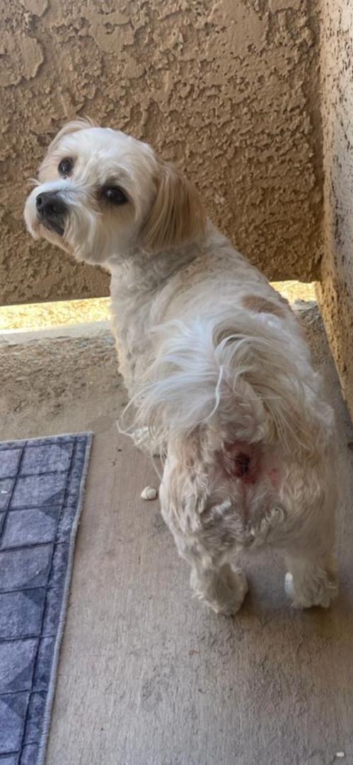 Happy Tails Pet Grooming