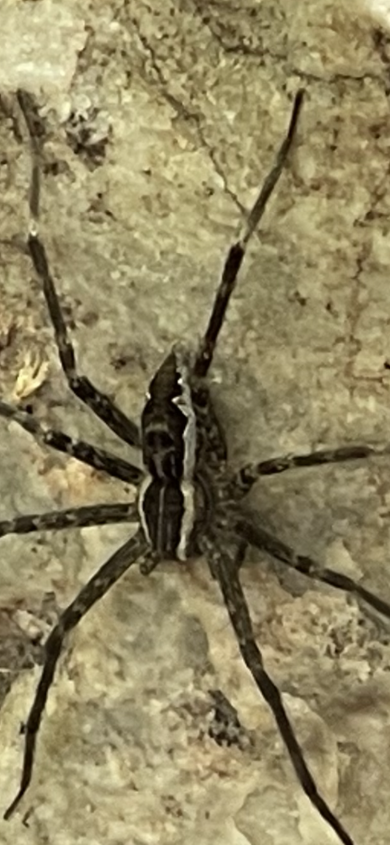 EnviroMAXX Pest Control - Henderson, NV