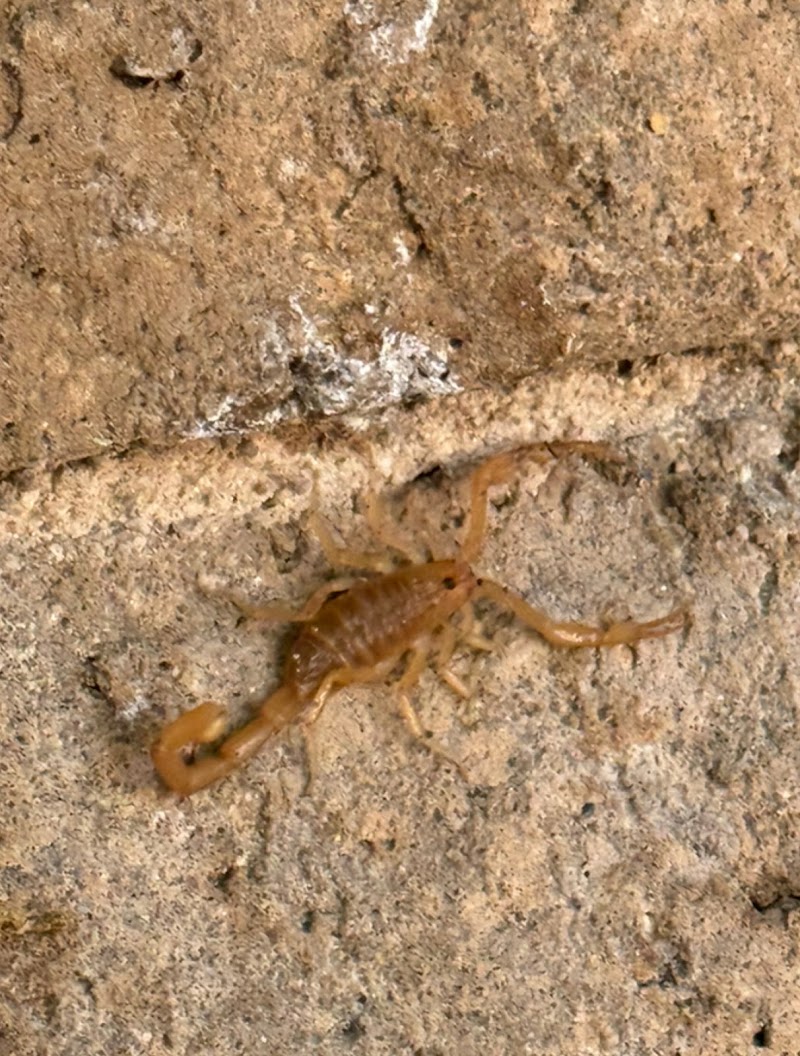 Able Pest Control Inc.