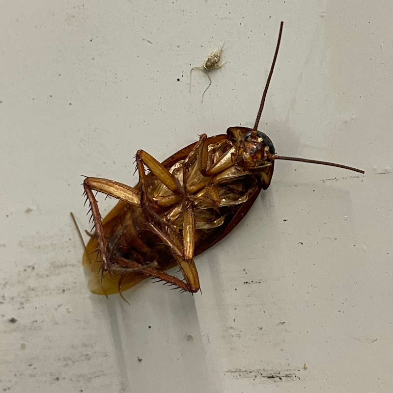 Able Pest Control Inc.