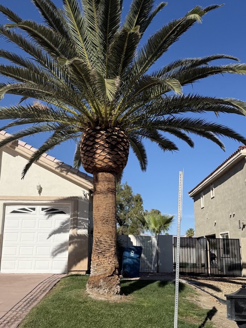 Vegas Best Tree Service – Tree Removal, Trimming & Stump Grinding